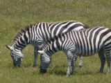 Zebra's, ja ze zaten er echt