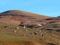 Geitenboer nabij Sidi Rahal